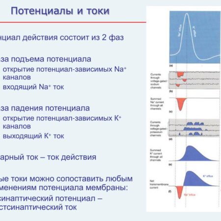 Состав «Кэнакс»: позитив и потенциал на подъеме