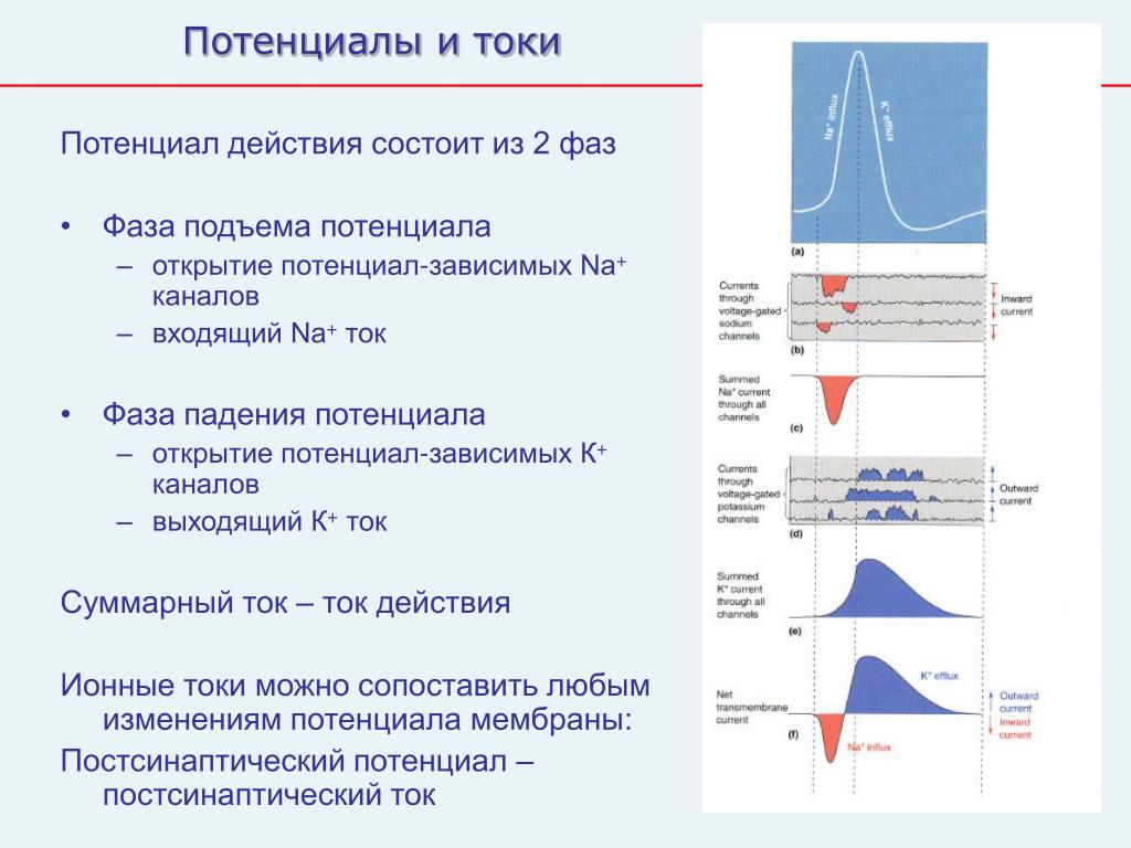 Preview Состав «Кэнакс»: позитив и потенциал на подъеме